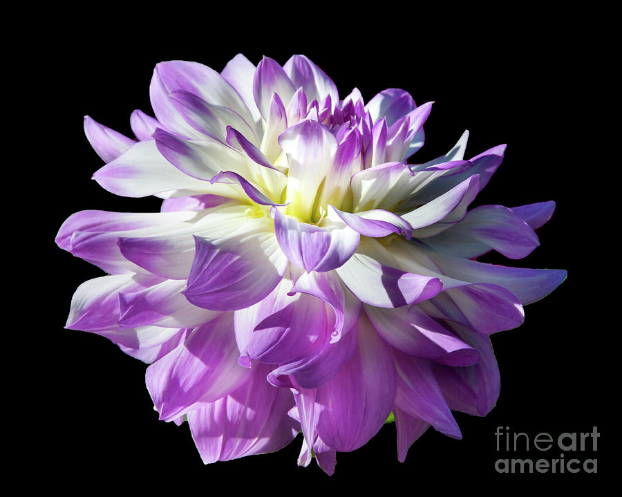Flower Photograph - Victoria Ann dahlia, 8-22 by Glenn Franco Simmons