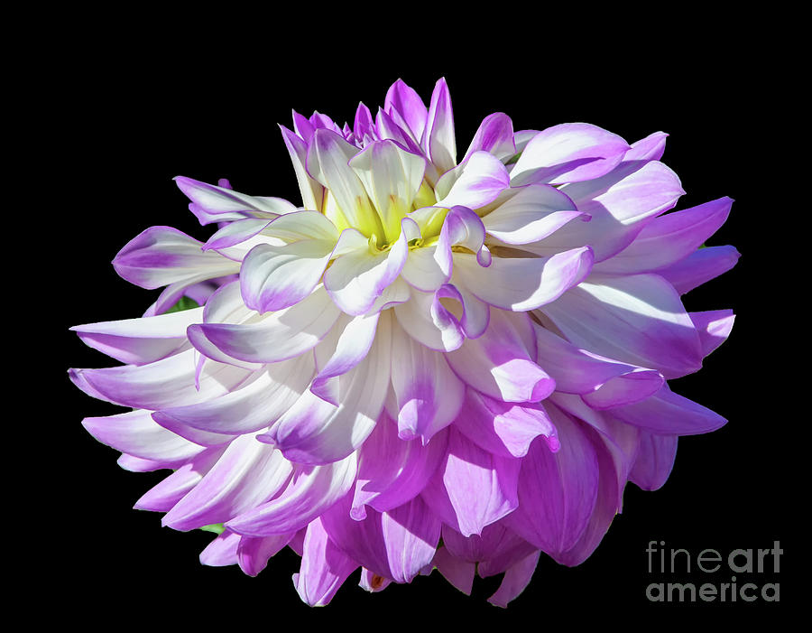 Flower Photograph - Victoria Ann dahlia, 9-22 by Glenn Franco Simmons