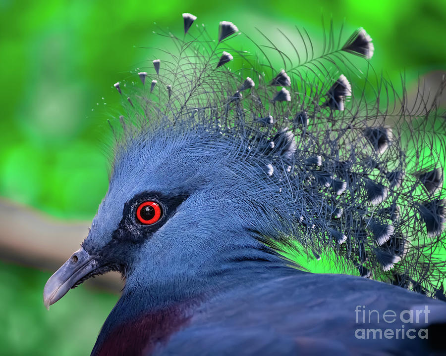 Victoria Crowned Pigeon  Photograph by Adrian Evans