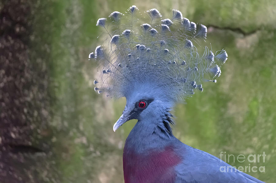 Victoria crowned pigeon Photograph by Michelle Meenawong