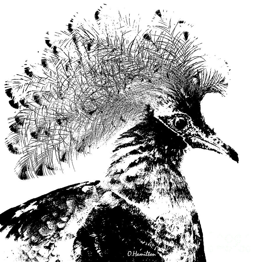 Victoria Crowned Pigeon Silhouette       Digital Art by Olga Hamilton