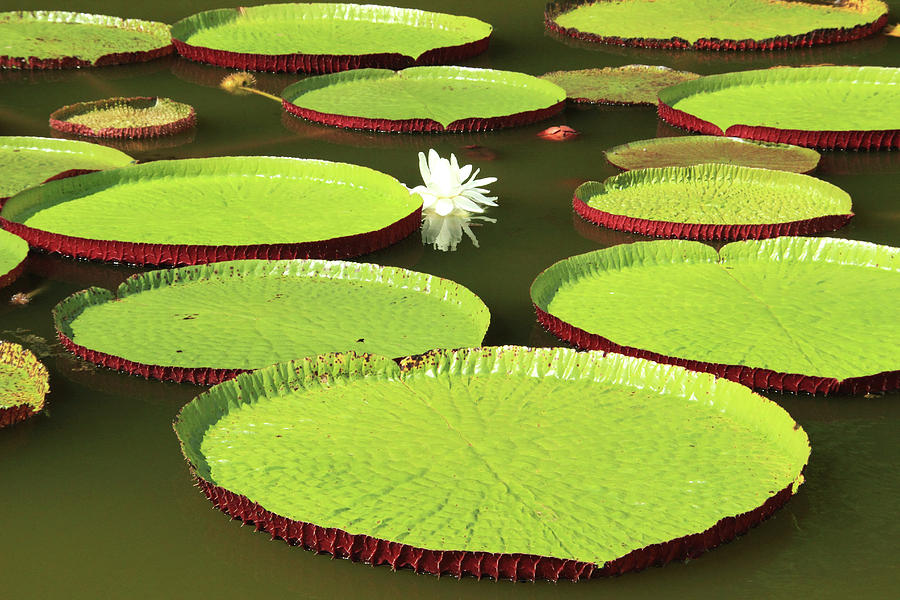 Victoria cruziana aquatic water plant with giant leaves in Pantanal ...