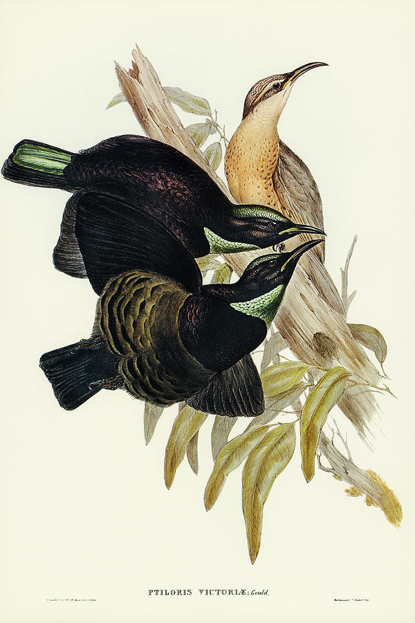 John Gould Drawing - Victoria Rifle-bird, Ptiloris Victoriae by John Gould