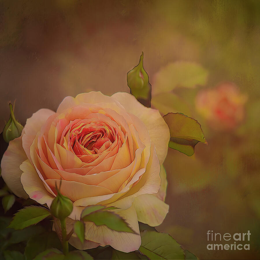 Victorian Rose II Photograph by Shelia Hunt