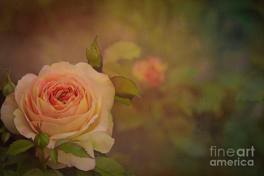 Victorian Rose Photograph by Shelia Hunt