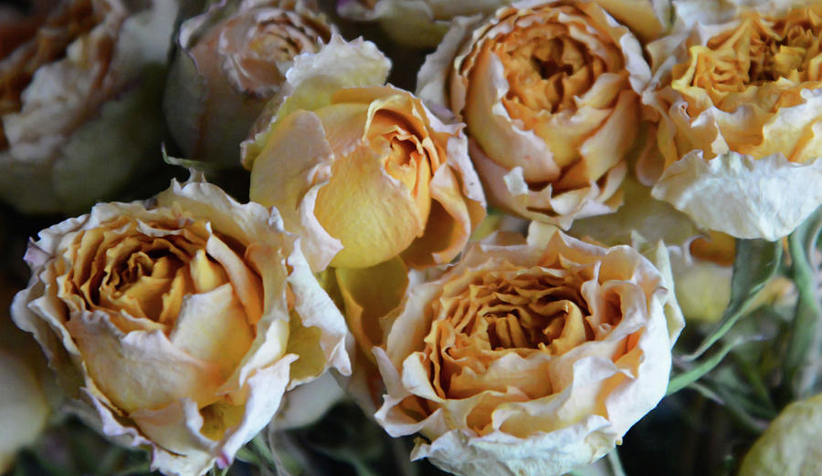 Victorian Roses Photograph by Whispering Peaks Photography