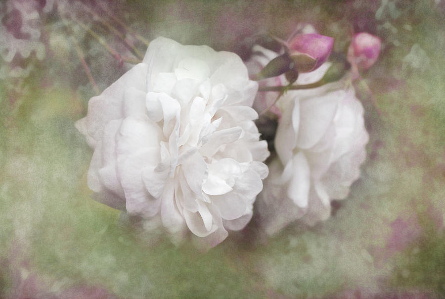 Victorian White Roses from the Garden Photograph by Jennie Marie Schell