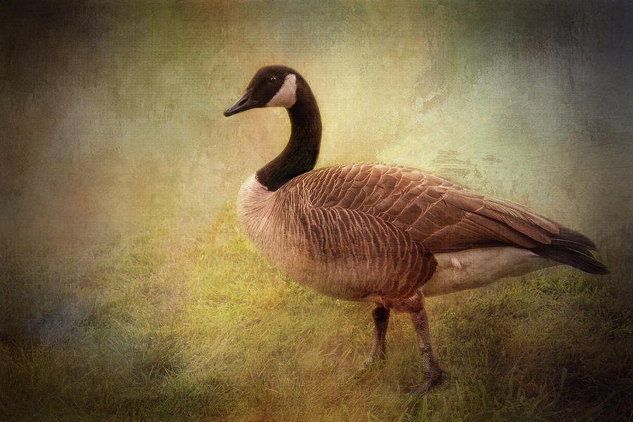 Victory Park Goose Digital Art by Terry Davis
