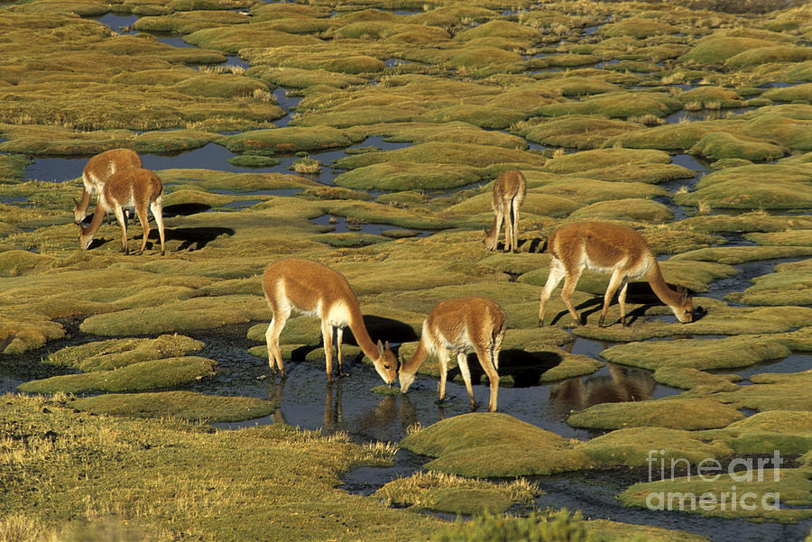 Vicunas Grazing on Bofedal Photograph by James Brunker