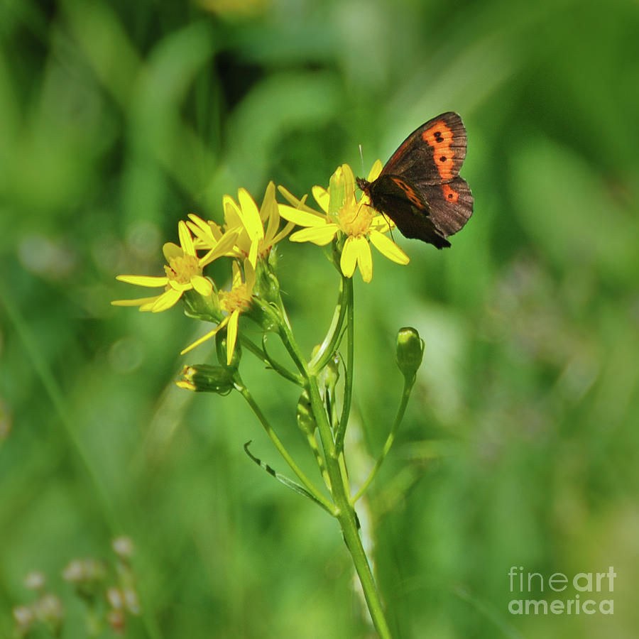 Olympic National Park Photograph - Vidlers Alpine Butterfly in Olympic National Park by Nancy Gleason