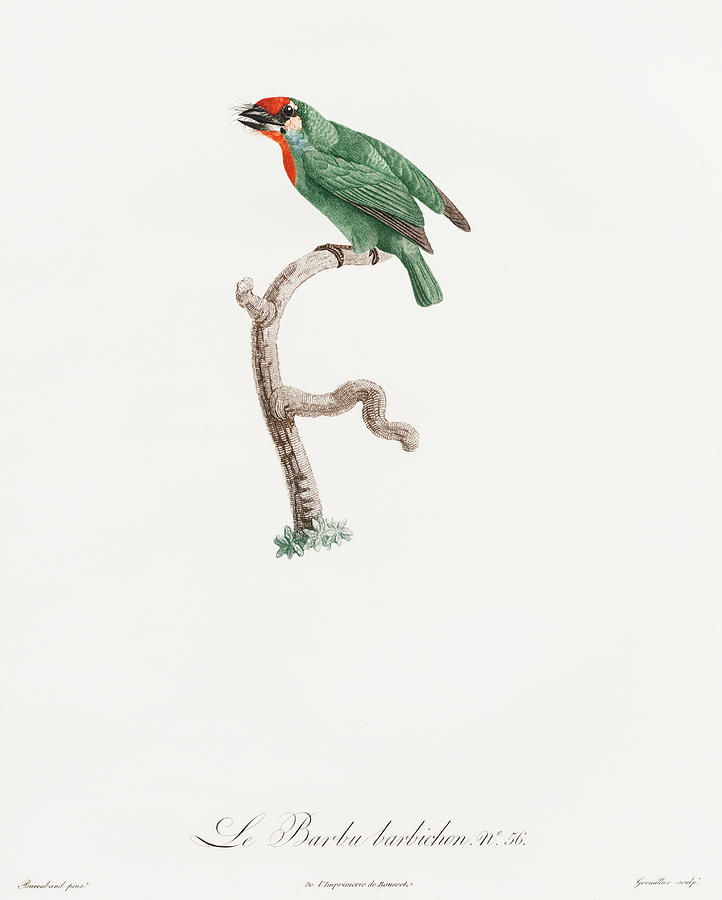 Jacques Barraband Digital Art - vieillots Barbet - Vintage Bird Illustration - Birds Of Paradise - Jacques Barraband - Ornithology by Studio Grafiikka