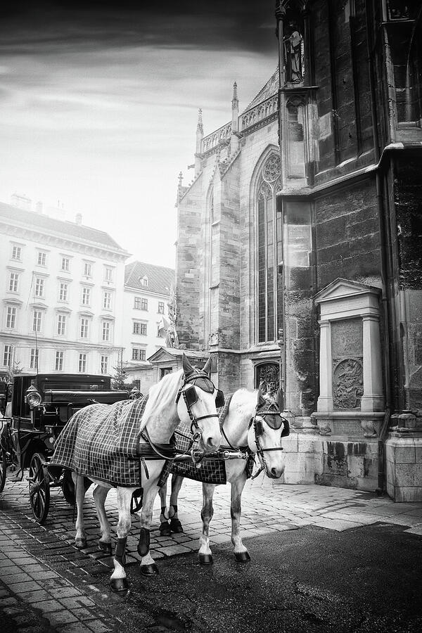 Vienna Austria Horse Drawn Carriages of Stephansplatz Black and White Photograph by Carol Japp