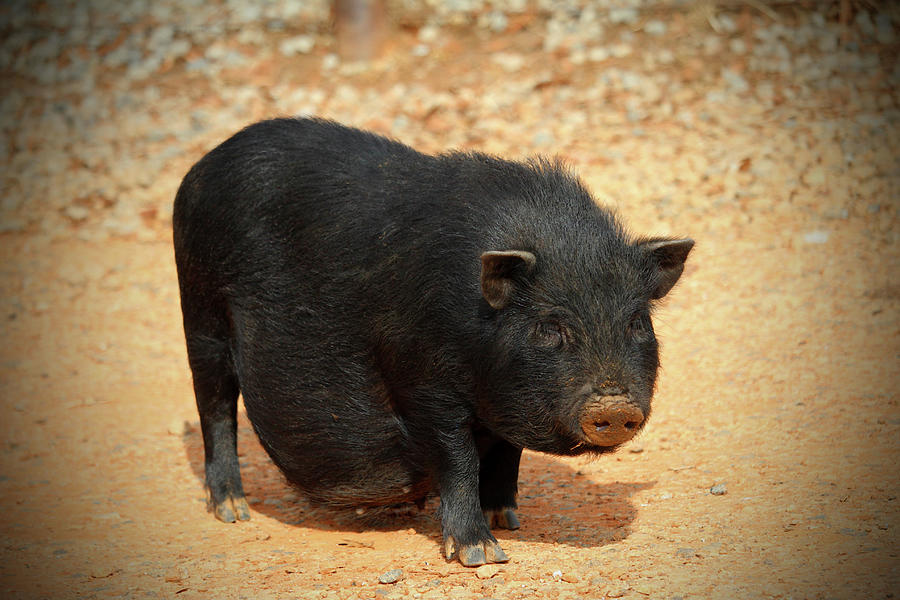 Vietnamese Pot-bellied Pig Photograph by Cynthia Guinn