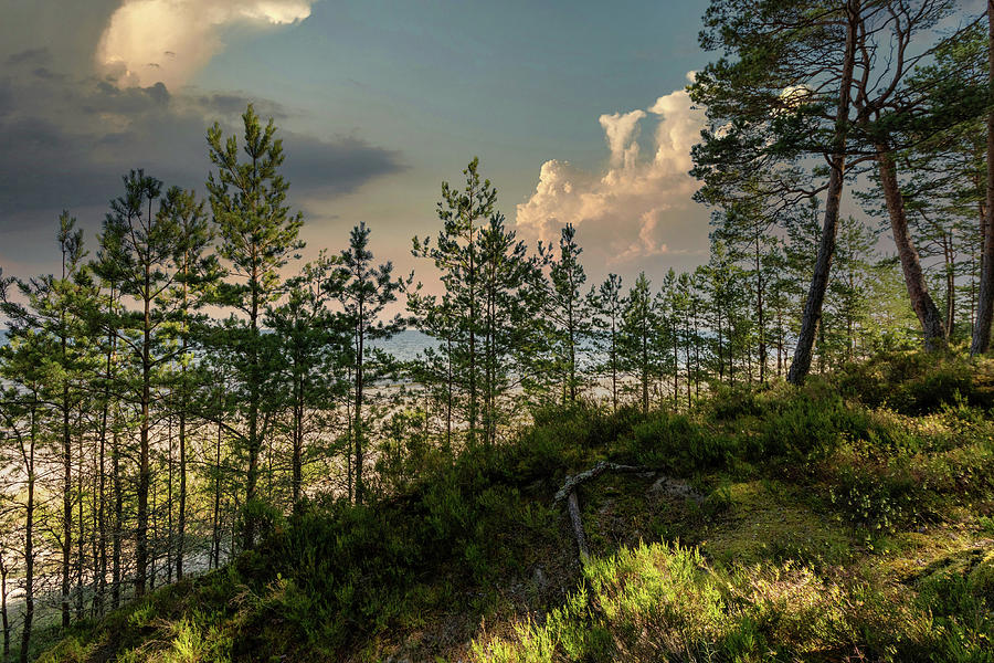 View from dunes on the beach Latvia  Photograph by Aleksandrs Drozdovs