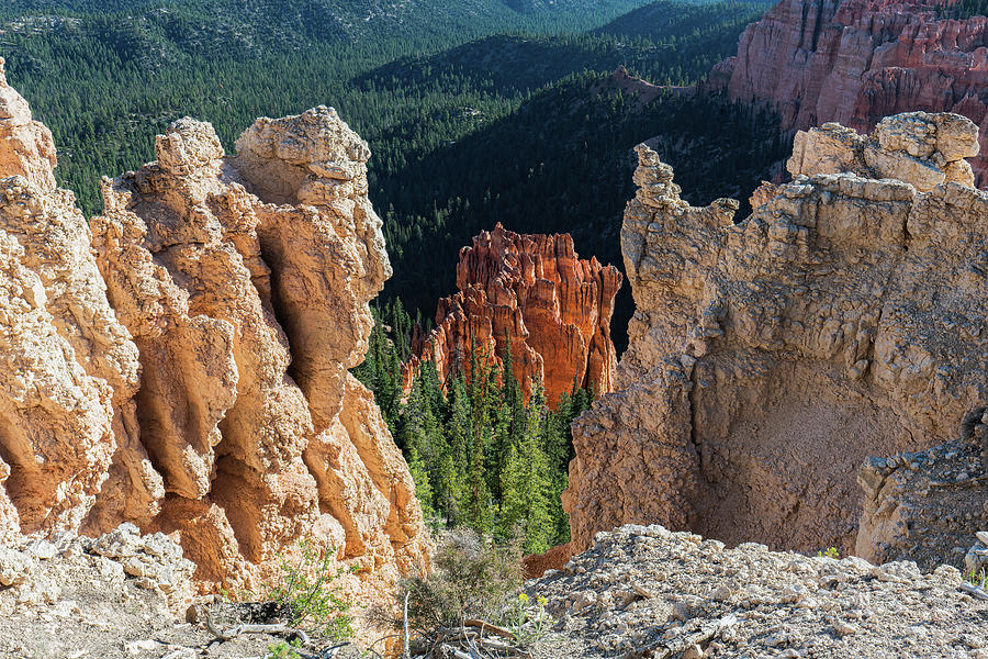 View from Rainbow Point, Bryce  Photograph by Ron Long Ltd Photography