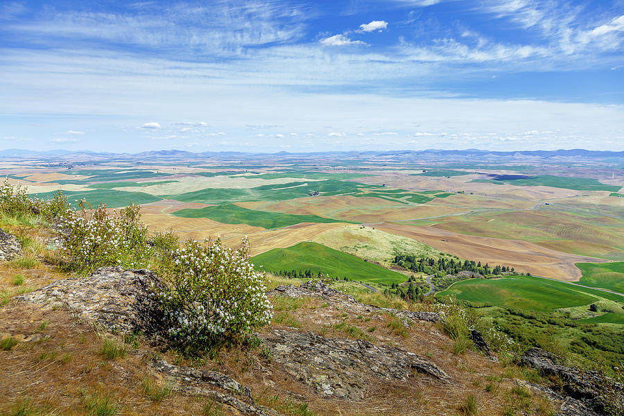 View From Steptoe Butte I Photograph by David Patterson