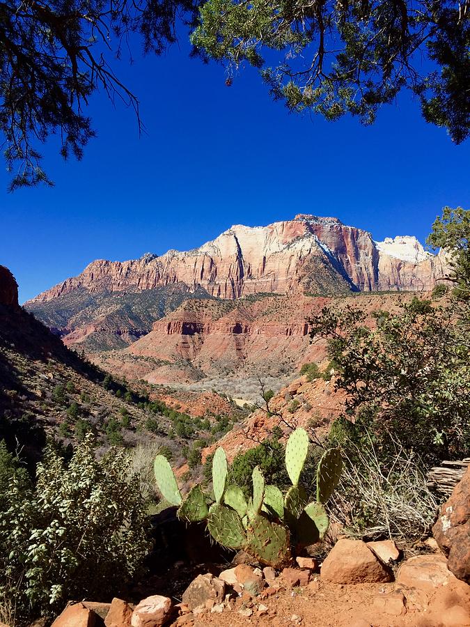Zion National Park Photograph - View in Zion National Park by Bettina X