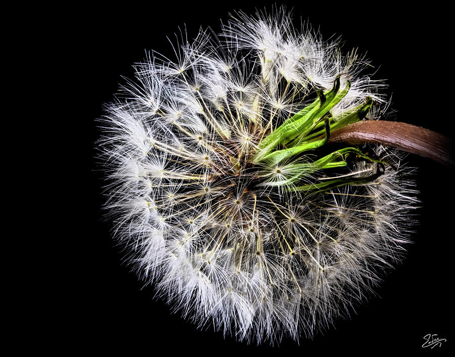 View Of A Dandelion Back Photograph by Endre Balogh