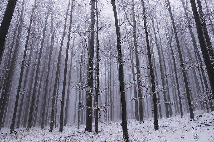 View of a winter oak forest that plunges into the white darkness. On the top of Prasiva mountain, czech republic, europe. Tall bare deciduous trees add a gloomy and sad mood Photograph by Vaclav Sonnek