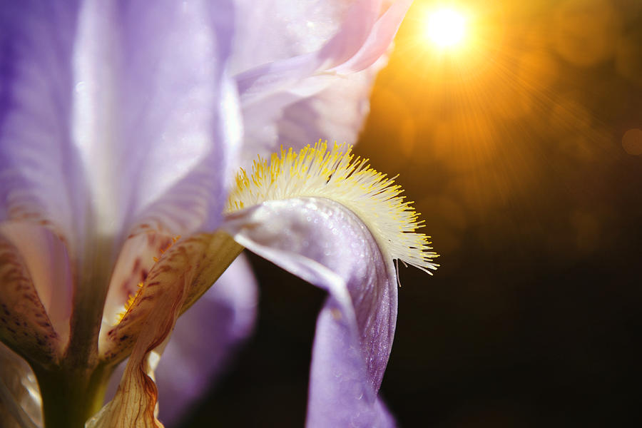 View of Blue Purple Iris with Sunburst Photograph by Gaby Ethington