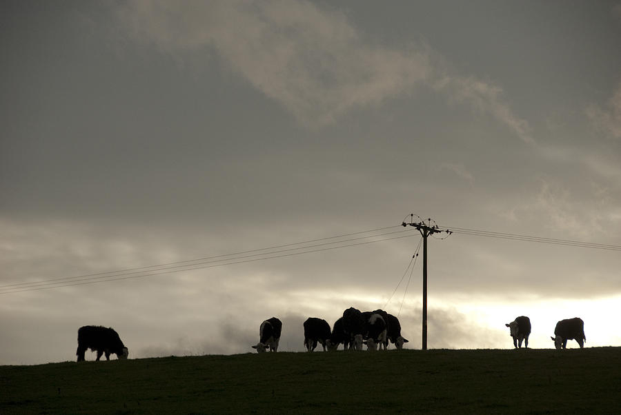 View of Cows Grazing on Crest of Hill Against Turbulent Sky Photograph by Silentfoto