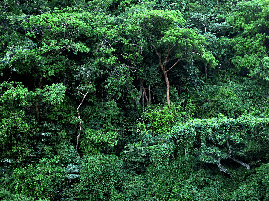 View of Dense Jungle Catemaco Veracruz Mixed Media by Lorena Cassady