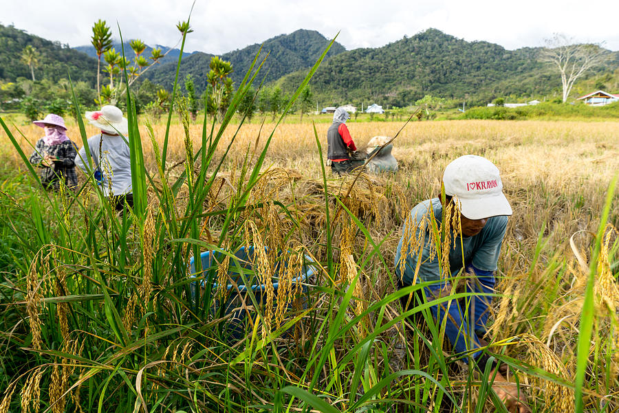 View of farmers at paddy field during harvest season in Bario, Sarawak - a well known place as one of the major organic rice supplier in Malaysia. Photograph by Shaifulzamri