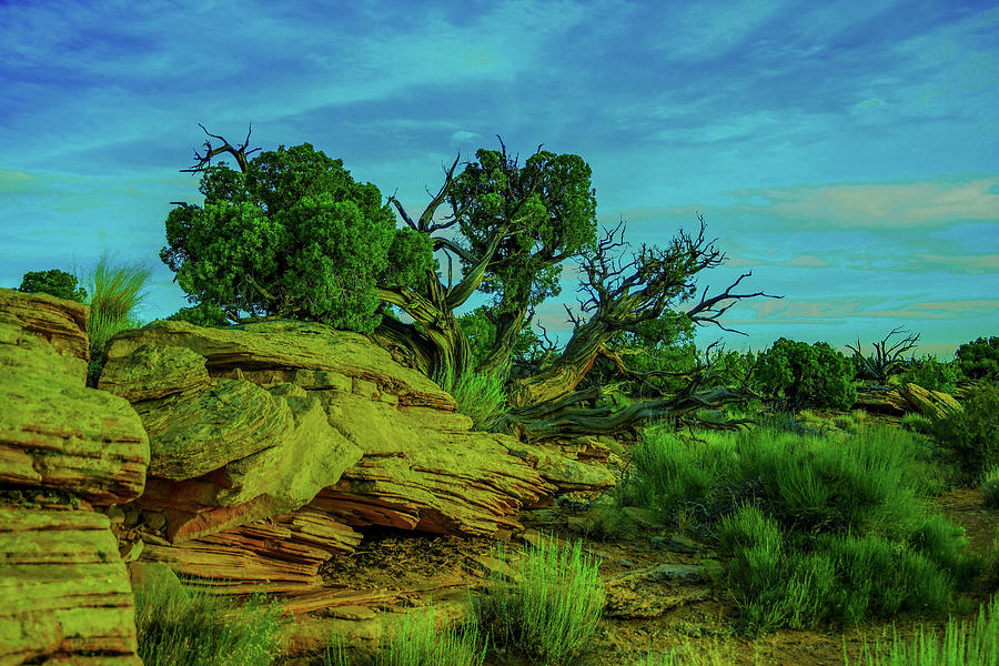 Desert Photograph - View of high desert by Jeff Swan