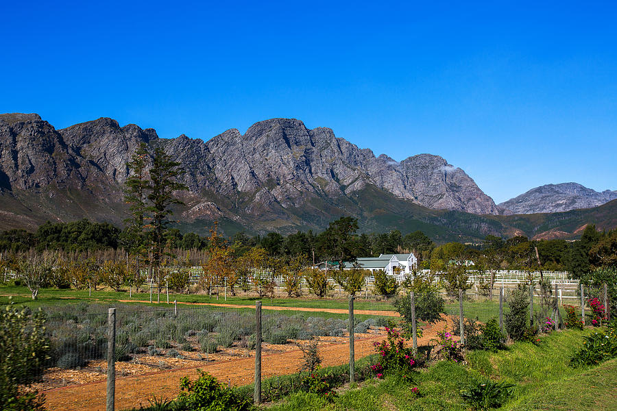 View of Mountains, Farm and Vineyard in Franschoek, Western Cape, South Africa Photograph by Artie Photography (Artie Ng)