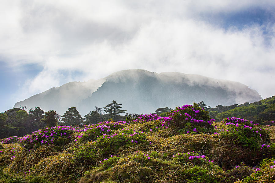 View of Mt. Hallasan in Spring Photograph by Eric Hevesy