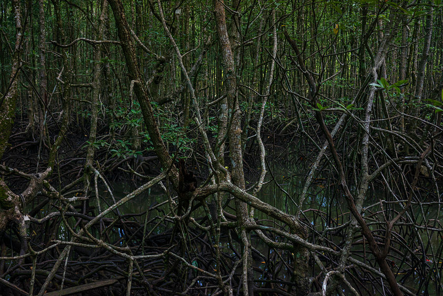 View of mystic mangrove forest at Langkawi, Malaysia. Photograph by Shaifulzamri