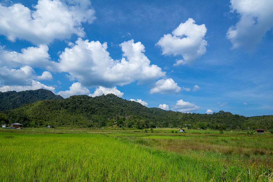 View of paddy field during harvest season in Bario, Sarawak - a well known place as one of the major organic rice supplier in Malaysia. Photograph by Shaifulzamri