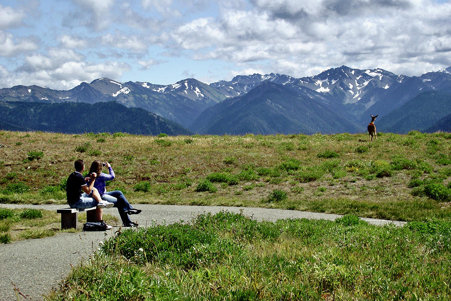 View of the Mountains from the meadow, Hurricane Ridge, Olympic National Park, Washington Photograph by Ruth Hager