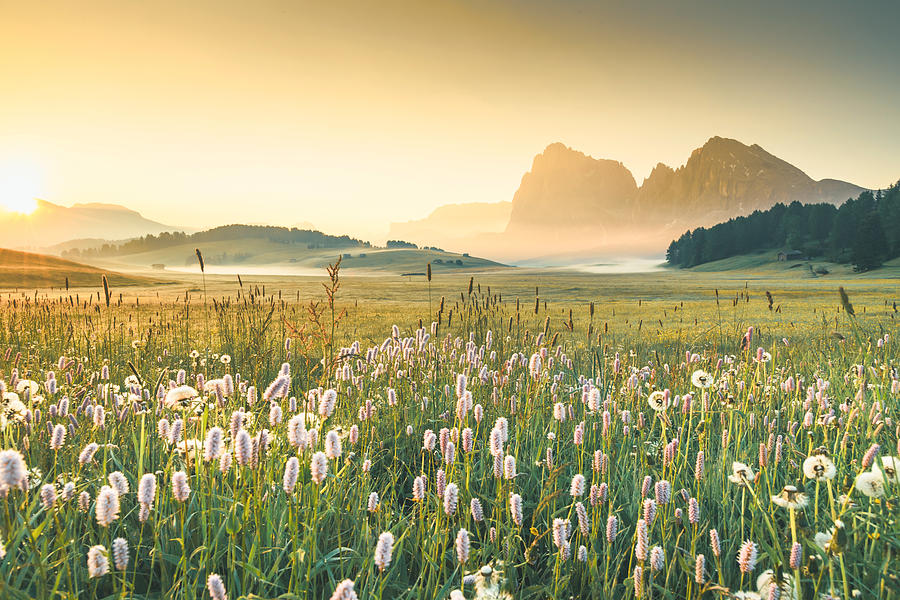 View of the Seiser Alm (Alpe di Siusi in Italian), one of the biggest alpine meadows on the Dolomites, with the Sassolungo and Sassopiatto peaks on the background. Photograph by Teradat Santivivut