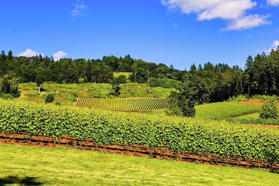 View of the Vineyard, Oregon Photograph by Aashish Vaidya