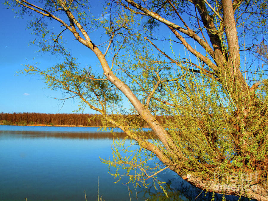 Nature Digital Art - View of the water surface, indistinguishable as oil on canvas by Rostislav Bouda Nature Digital Art - View of the water surface, indistinguishable as oil on canvas by Rostislav Bouda