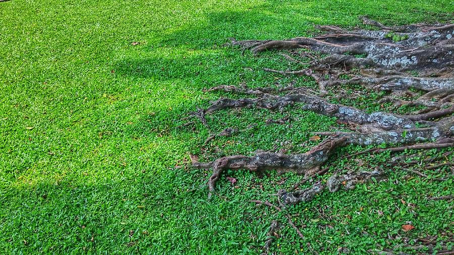 View Of Tree Roots Photograph by Afrijal Dahrin / EyeEm View Of Tree Roots Photograph by Afrijal Dahrin / EyeEm