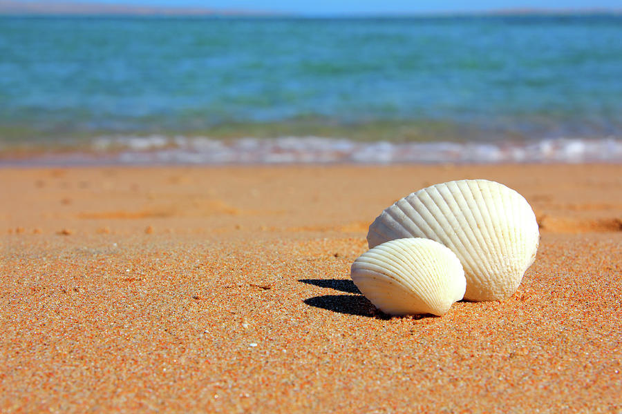 View On Seashells On Beach Photograph by Mikhail Kokhanchikov