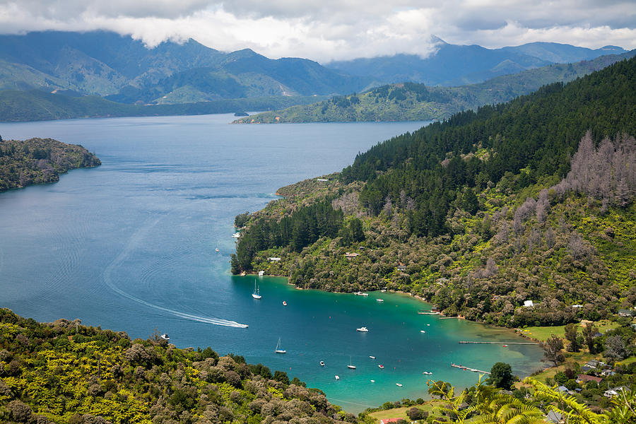 View over the Kenepuru Sound from the Queen Charlotte Track New Zealand Photograph by Dmitry Naumov
