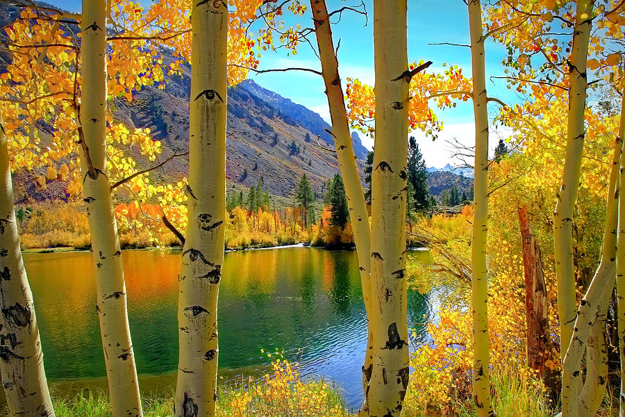 View Through the Aspens Photograph by Donna Kennedy