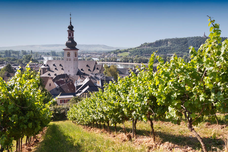 View through vineyard over Rudesheim am Rhein Photograph by Ellen van Bodegom