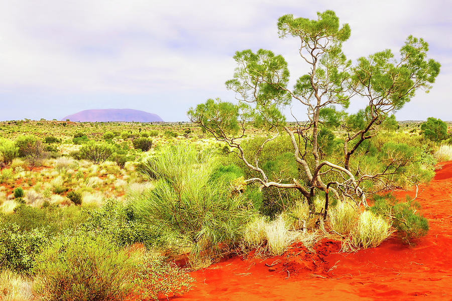View to Uluru - Central Australia Photograph by Lexa Harpell