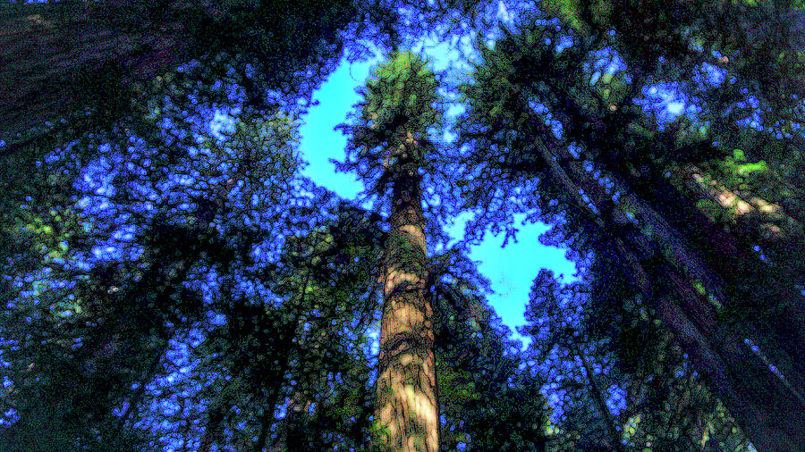 Viewing the Redwoods Photograph by Cathy Anderson