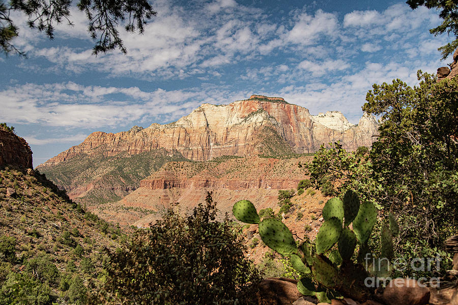 Views from Watchman Trail Zion National Park Photograph by Wayne Moran