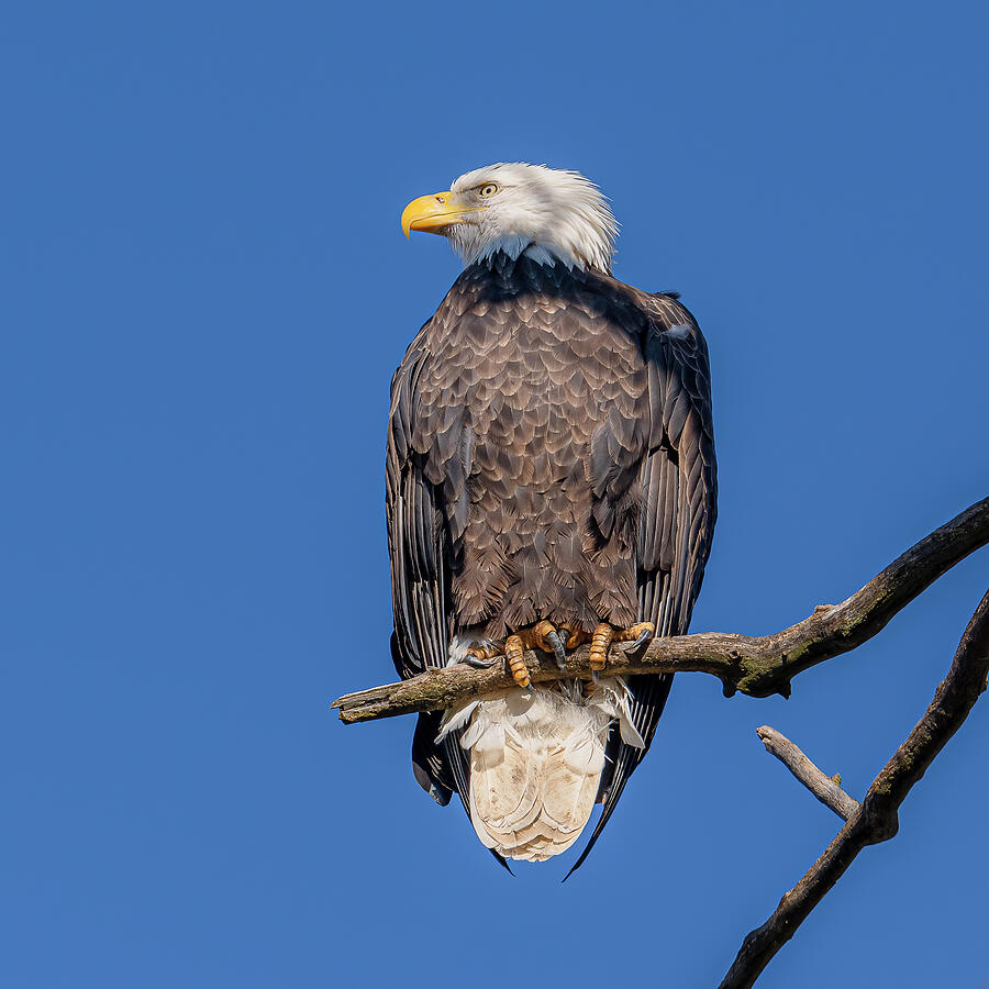 Vigilant Bald Eagle Photograph by Morris Finkelstein - Pixels