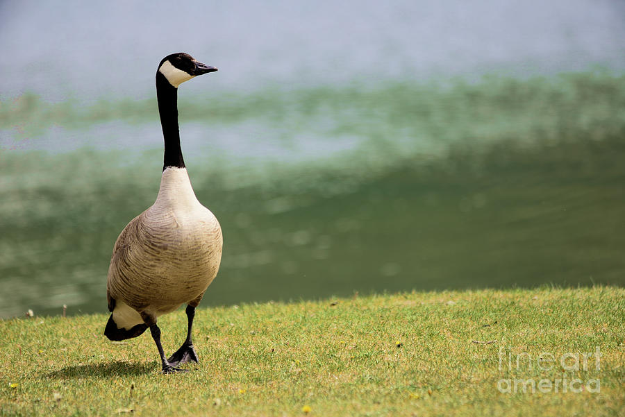 Vigilant Canada Goose Photograph by Kae Cheatham