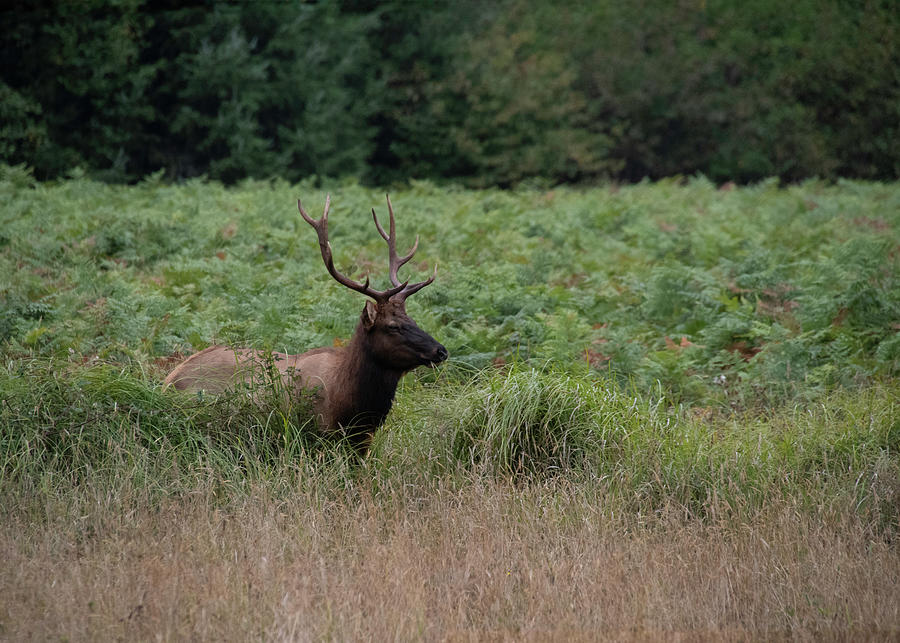 Vigilant Elk Photograph by Steven Clark