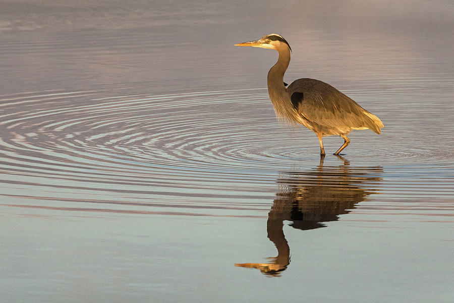 Vigilant Heron Photograph by Michael Russell