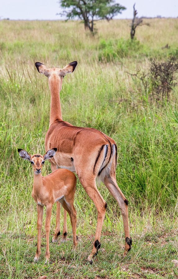 Vigilant Mom, Serengeti National Park Photograph by Marcy Wielfaert