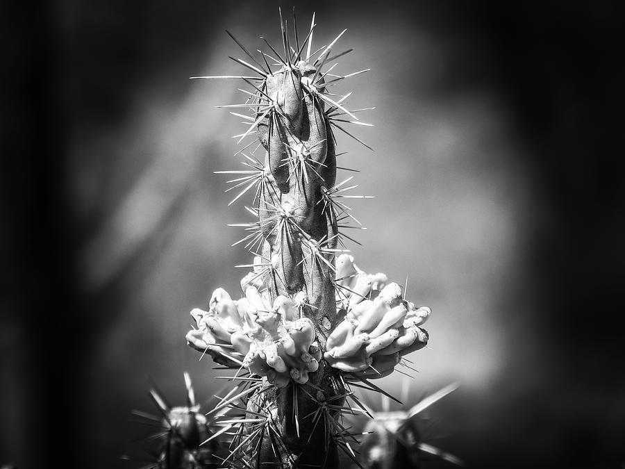 Vignette Cactus Photograph